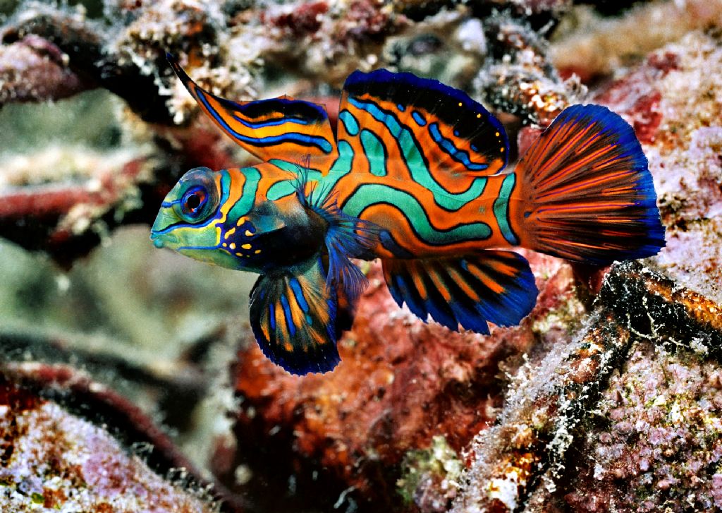 Palau Island T88KP CQ WW DX SSB Contest 2009 DX News Mandarin Fish